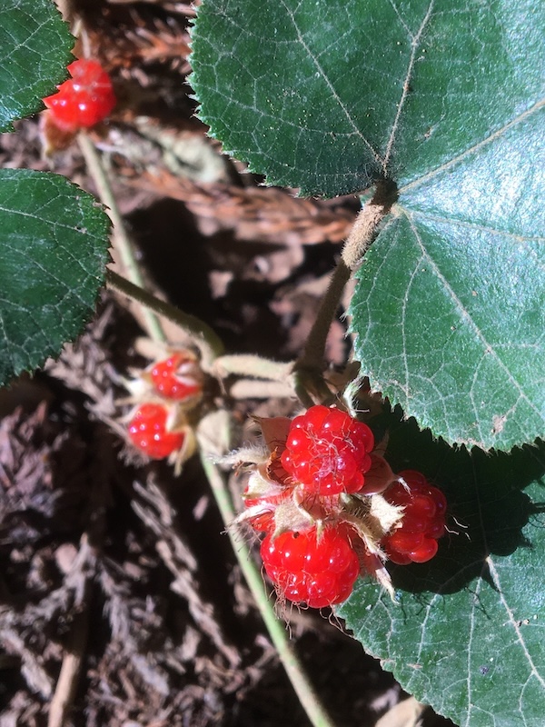 フユイチゴの赤い実