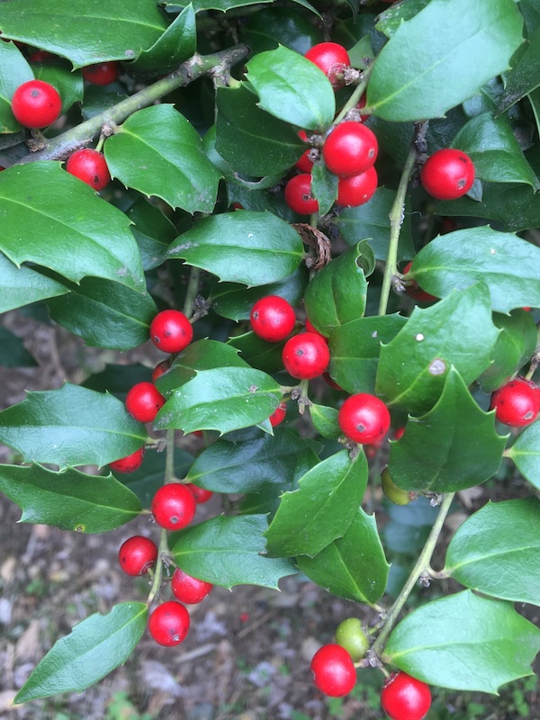 セイヨウヒイラギの実