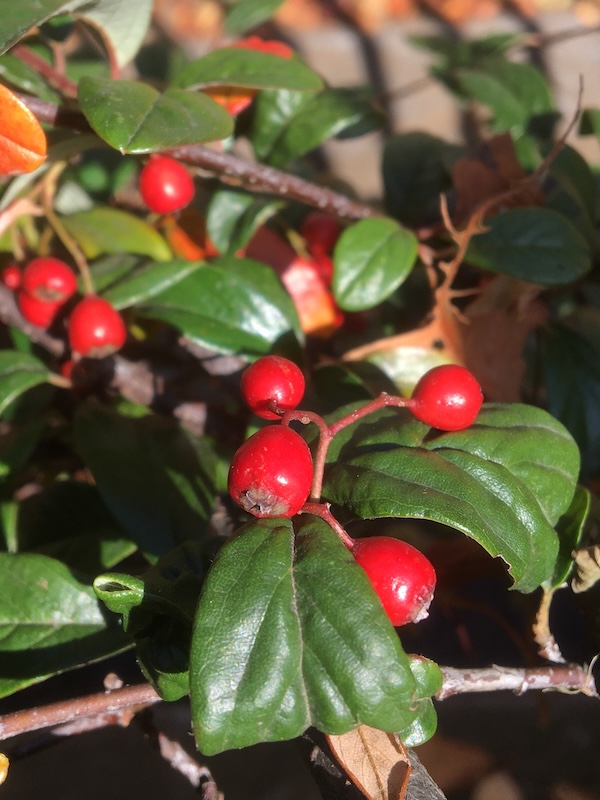 コトネアスターの赤い実