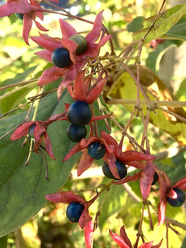 ゴンズイの赤い実