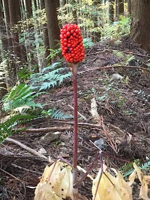 マムシグサの赤い実