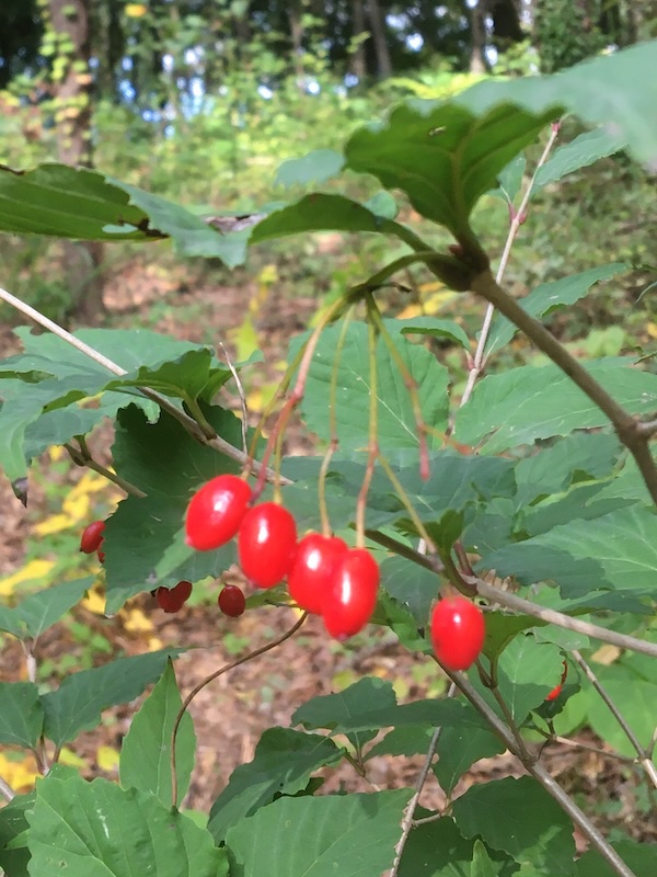 オトコヨウゾメの赤い実
