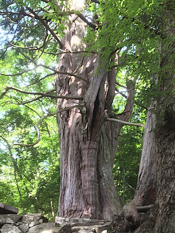 倉沢の大ヒノキ