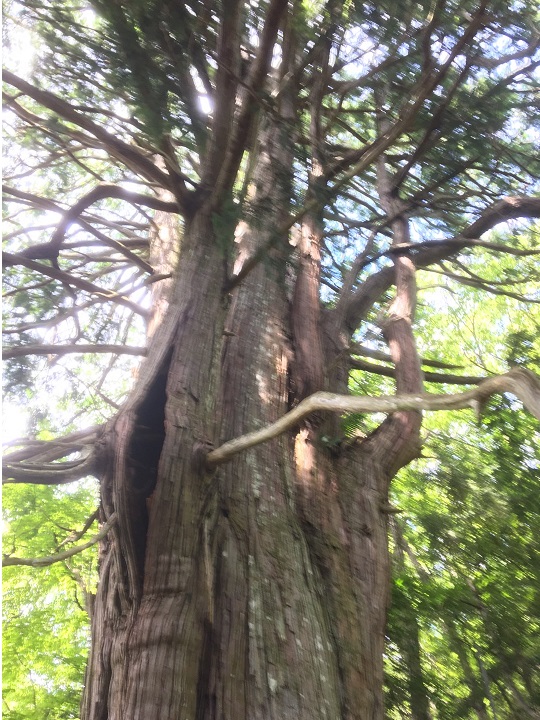 倉沢の大ヒノキ