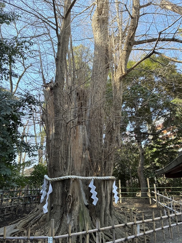 大國魂神社の大イチョウ