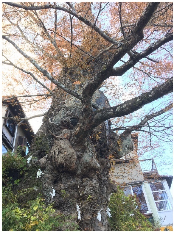 武蔵御嶽神社の神代欅