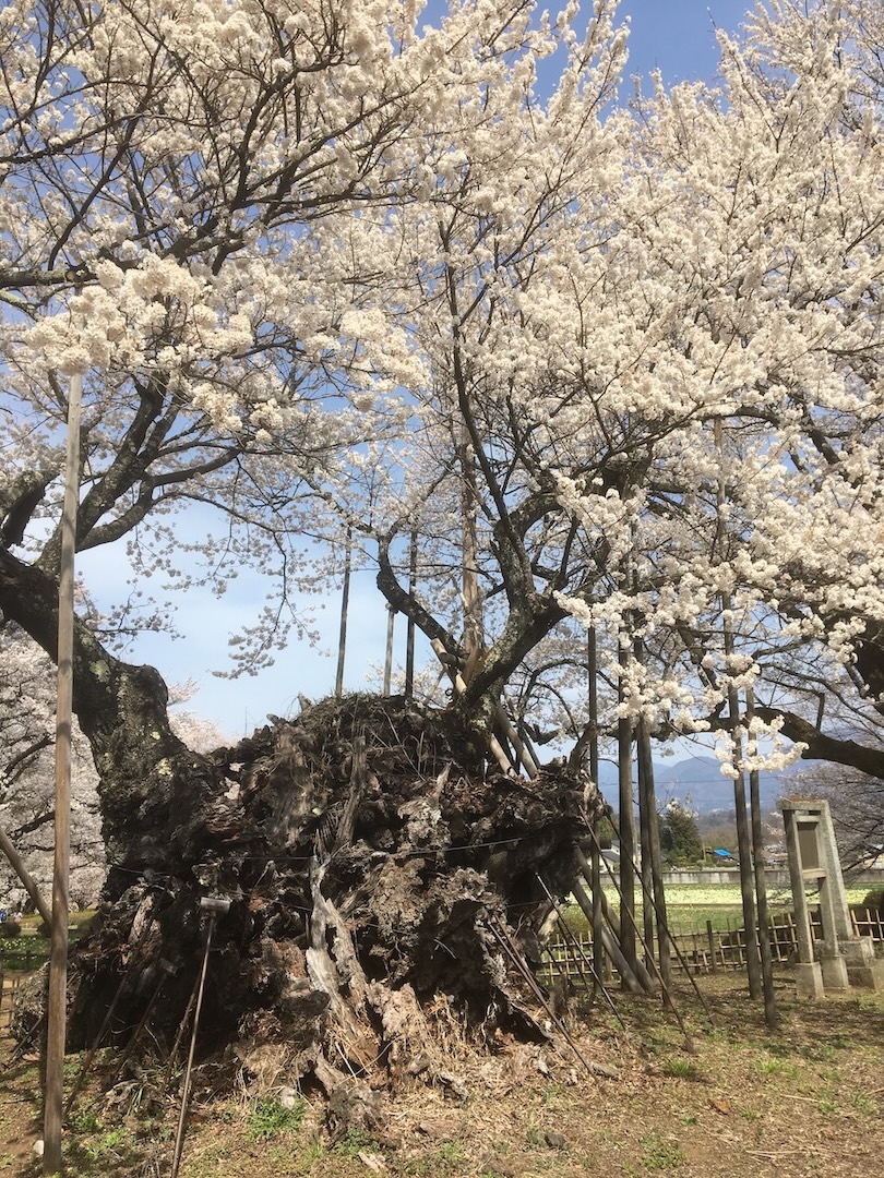北杜市の山高神代桜