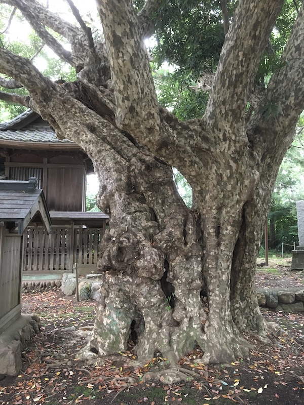 多和目天神社のカゴノキ