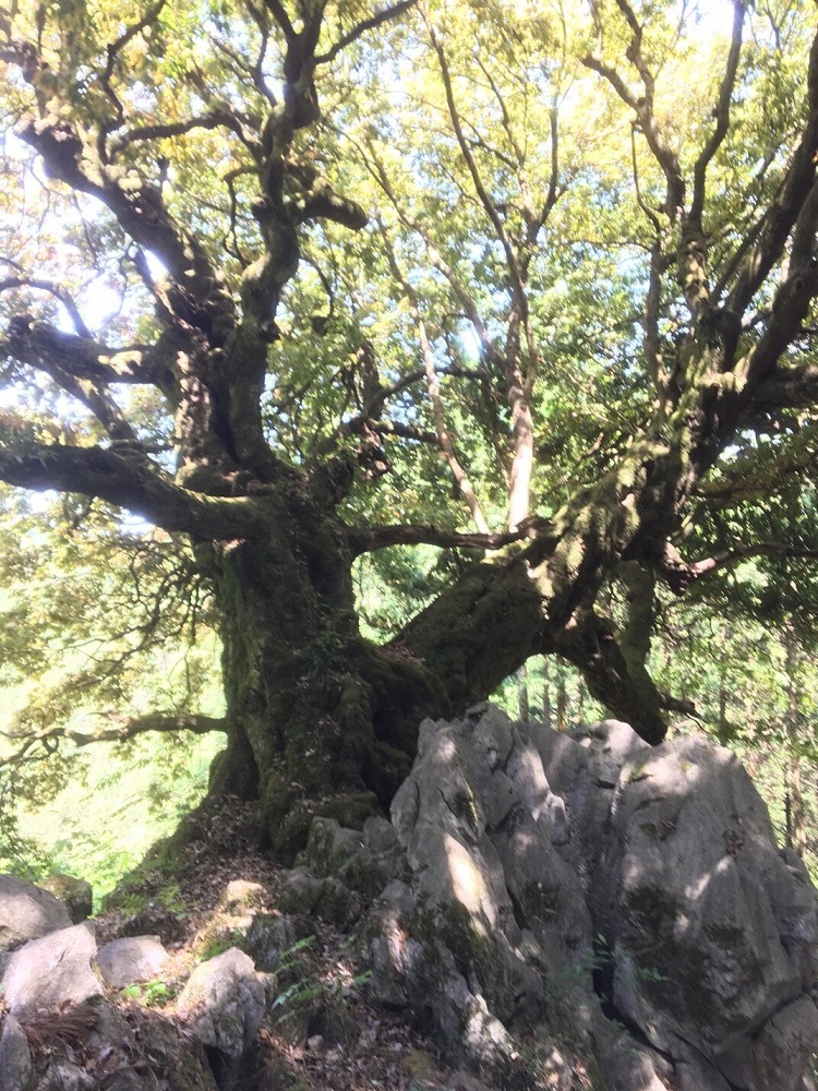 山抱きの大樫