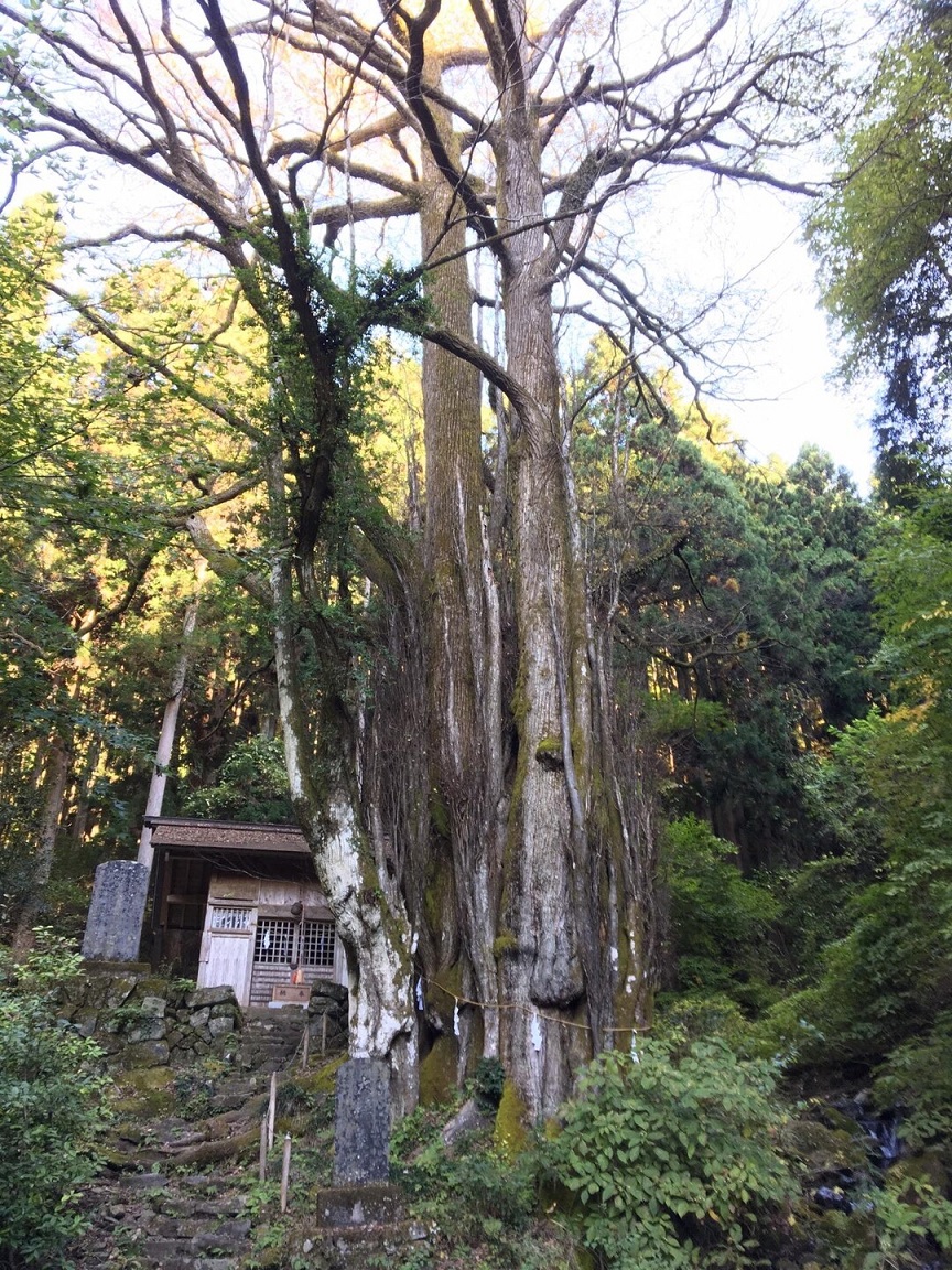 軍刀利神社のカツラ