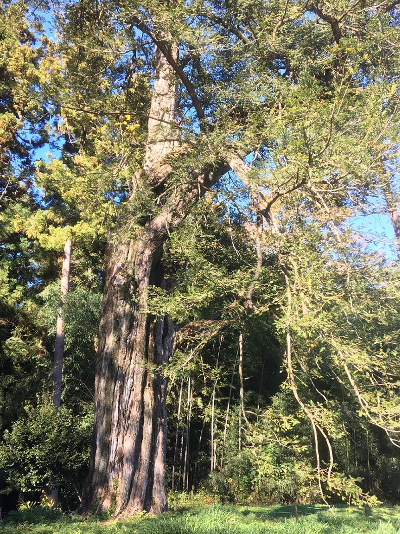 廣徳寺の大カヤ