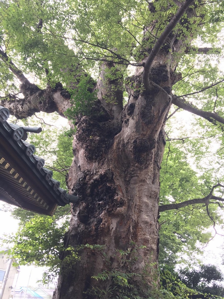 東村山梅岩寺のケヤキ