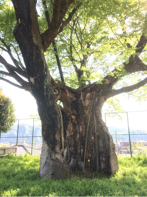 上野原小学校のケヤキ