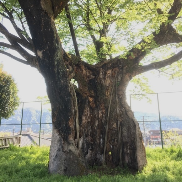 上野原小学校の大ケヤキ