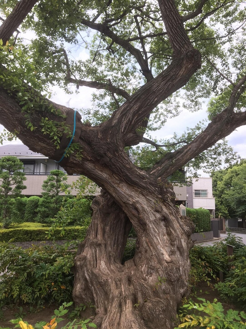 大泉井頭公園のヤナギ