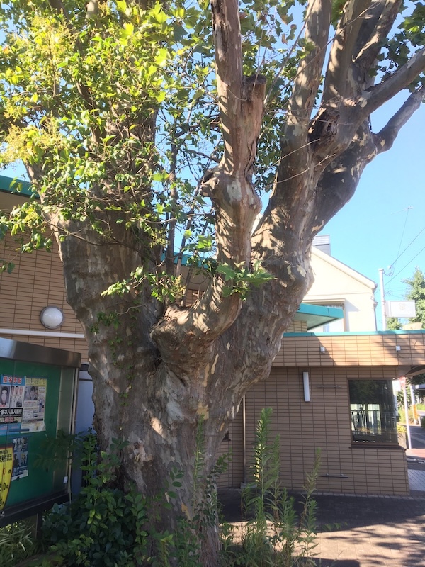 近所のプラタナス