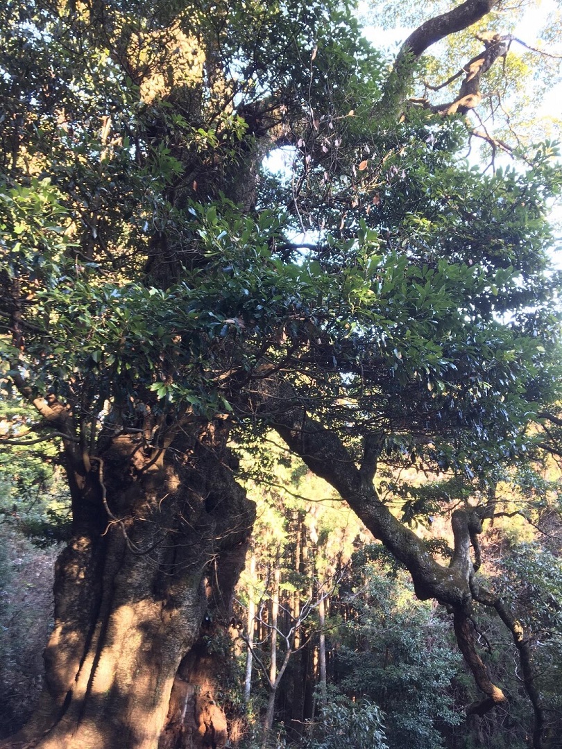 滝ノ入タブノキ