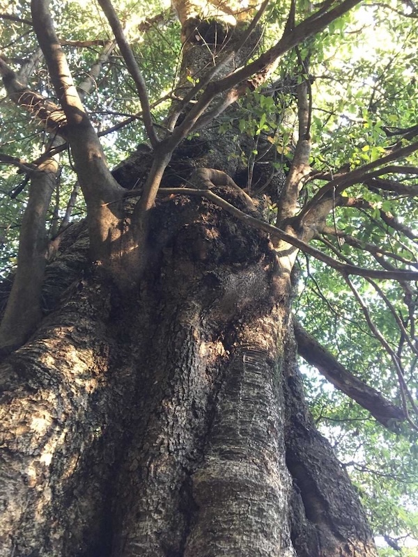 滝ノ入タブノキ