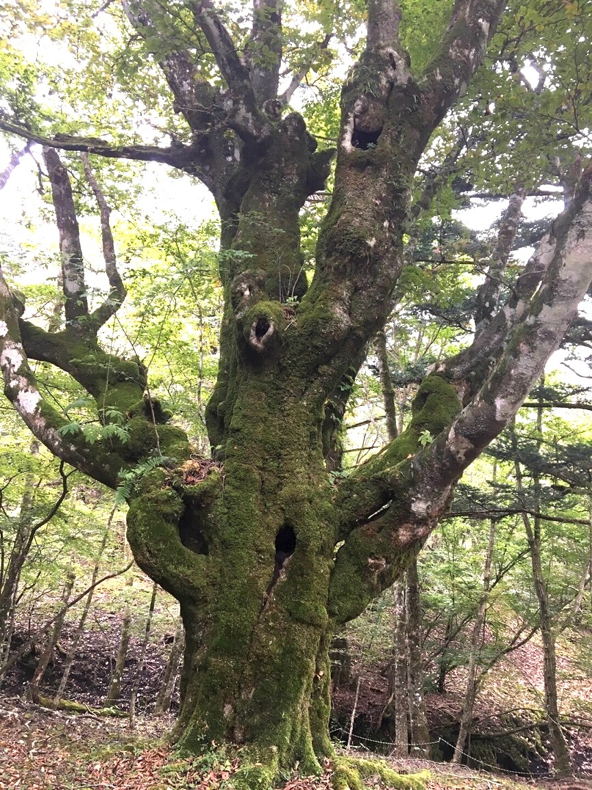 三国山稜の天狗ブナ