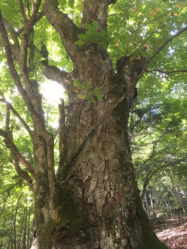 檜原都民の森のトチノキ