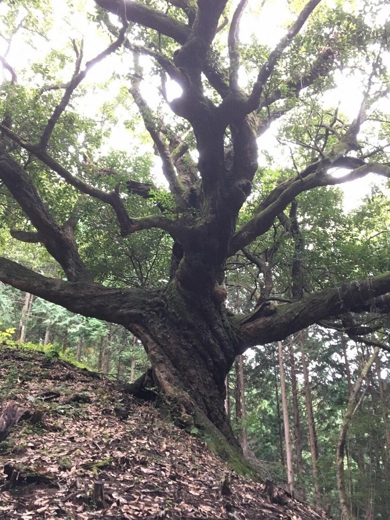 ときがわ町の姥樫