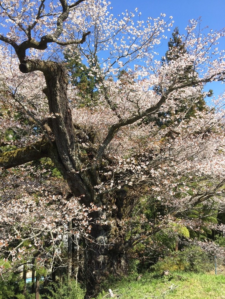 光厳寺のヤマザクラ