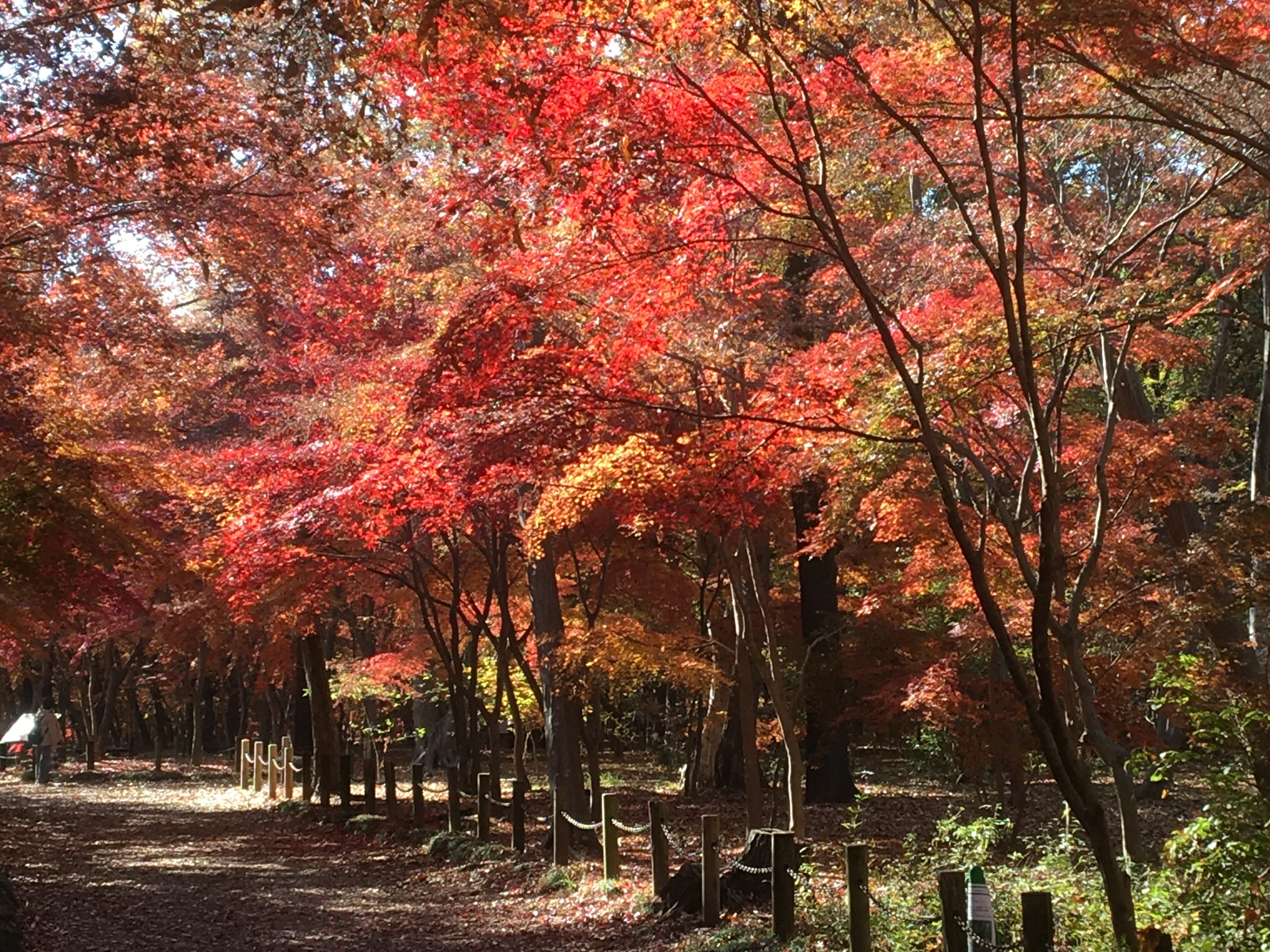 平林寺の紅葉