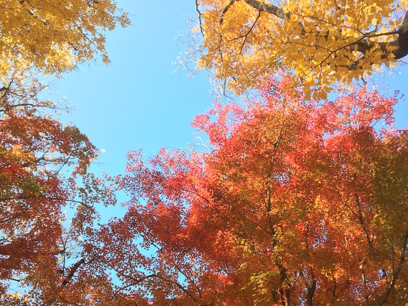 近所の公園の紅葉