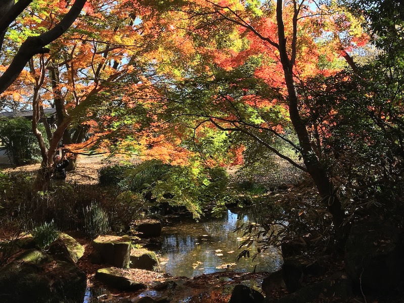 トンボの湿地の紅葉