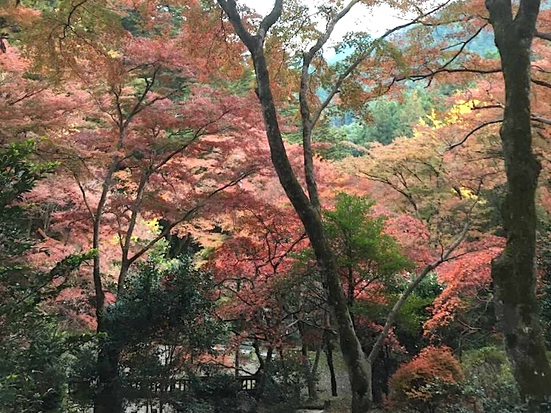 東郷公園でモミジ狩り
