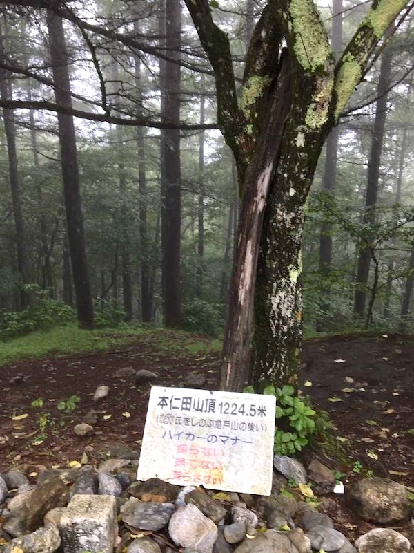 本仁田山頂のカラマツ林