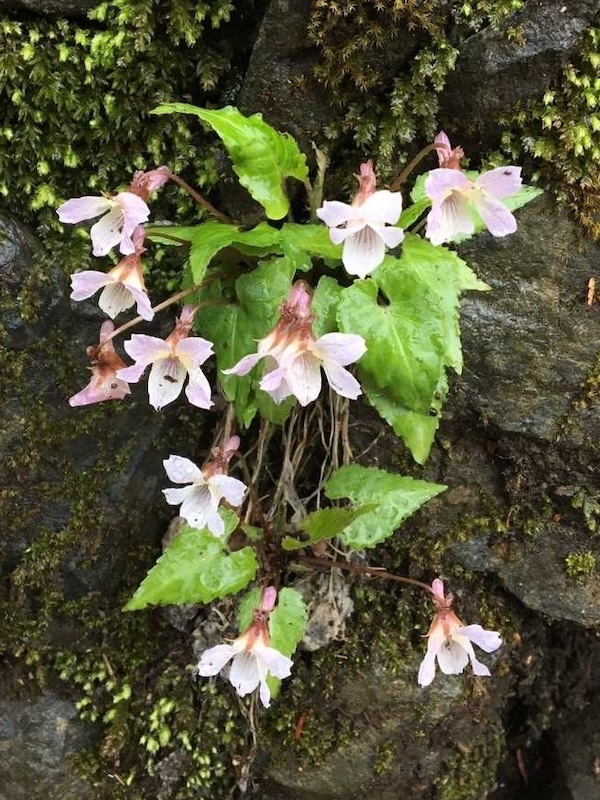 高尾山のヒナスミレ