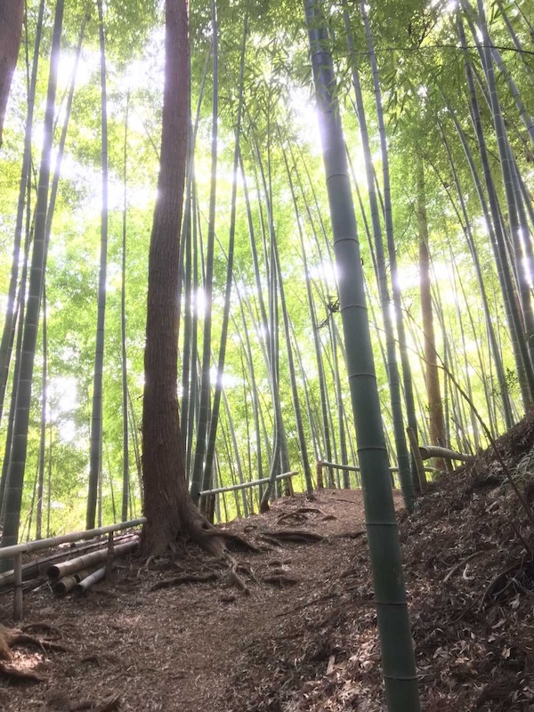 白谷沢のゴルジュ（棒ノ折山）