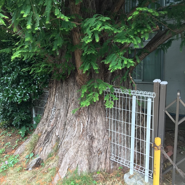 金網にめり込んだ木