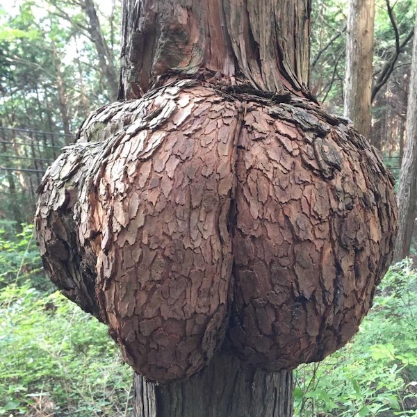 ヒノキの虫こぶ